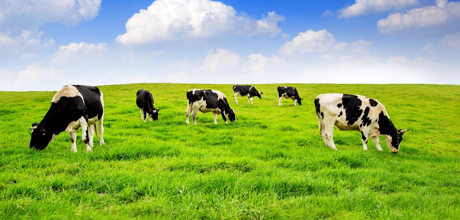 menu-cow-bg.jpg