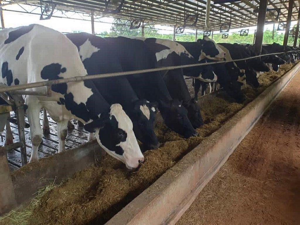 FGV Targets to Produce 30,000 litres of Fresh Milk per Day in First Half 2021